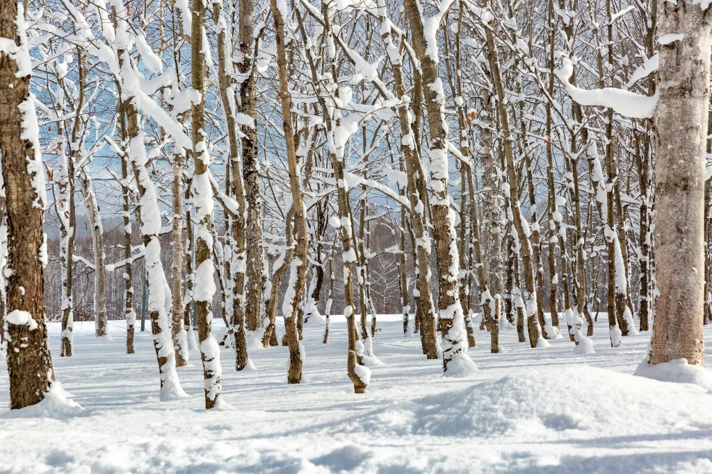 niseko during winter
