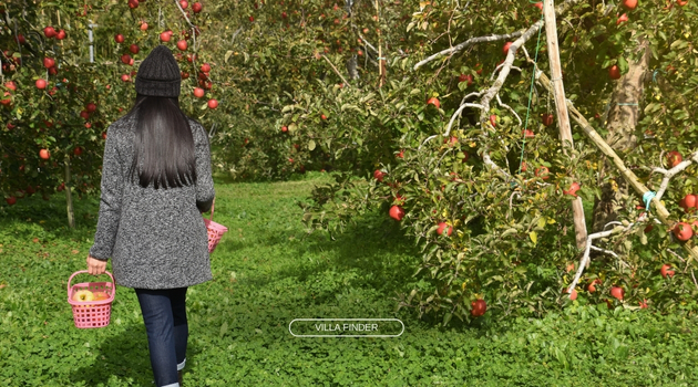 Enjoy Apple Fruit‑Picking on Nagano in Summer