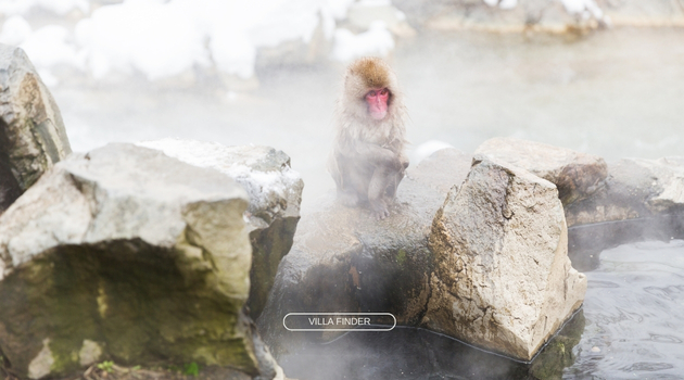 Snow Monkey in Hakuba's Onsen